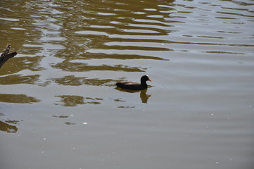 The beautiful bird Eurasian coot (fulica atra) in the natural environment