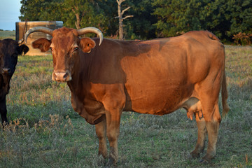 Red Angus Cow