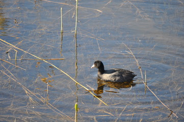 The beautiful bird Eurasian coot (fulica atra) in the natural environment
