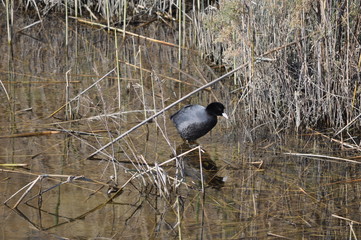 The beautiful bird Eurasian coot (fulica atra) in the natural environment