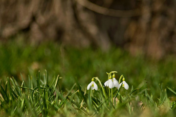 Snowdrops on a green and brown grass background
