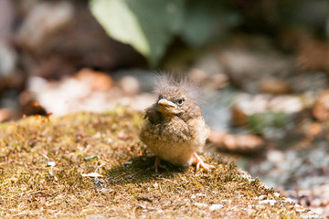 young bird sitting in the sun