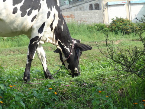 Holstein Friesian Dairy Female Cattle During Eating