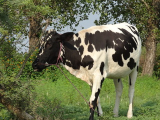 Holstein Friesian cow looking forward