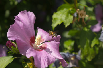 Fototapeta na wymiar Bee Flower
