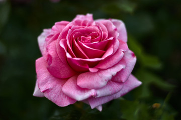 Beautiful rose with pink petals