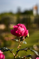 Pink rose and bud with green leaves