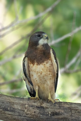 Swainson's Hawk