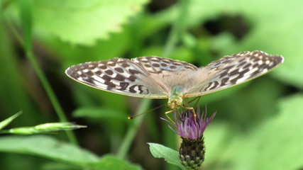 argynnis paphia valesina, farfalla