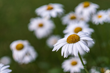 White daisies in green field