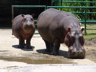 animales hipopotamos