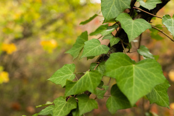 Lierre et forêt