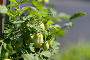 Green plum tomatoes