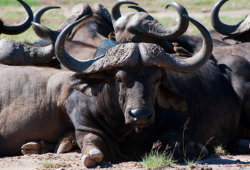 Kenya, Amboseli, Cape Buffalo