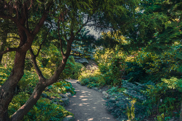 path in the forest