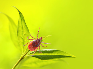 Tick on green grass. Dangerous parasite. This animal is vehicle of many infections. Picture with...