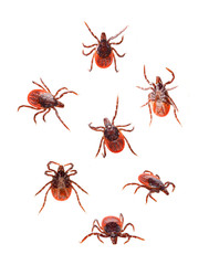 Tick isolated on white background. Dangerous parasite, vehicle of many infections. 