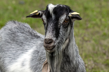 Portrait of a domestic goat close-up