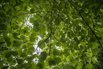 Tulip poplar leaves against sky