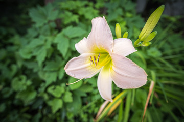 Fototapeta premium Pink day lily in green garden