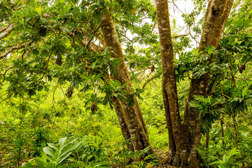 mangrove trees with green leaves and long roots growing in fresh water summer sunny day