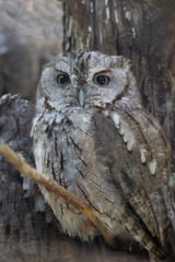 Eastern Screech Owl 2