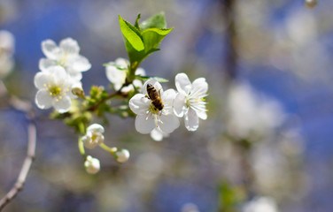 A bee flies over a branch of flowering cherry in the garden. Bee pollinates cherry. Bee sits on a spring flower