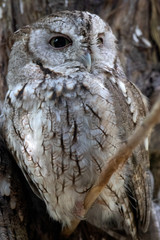 Eastern Screech Owl 1