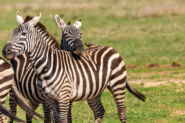 Fototapeta na wymiar Friendly Zebra