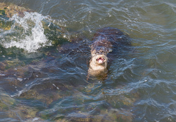 River otter in the wild