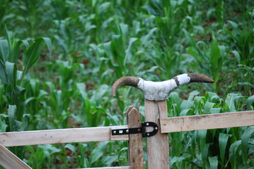 horn hanging at the gate