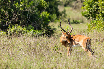 Grooming Impala in landscape