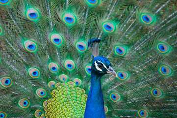 Pavo real
