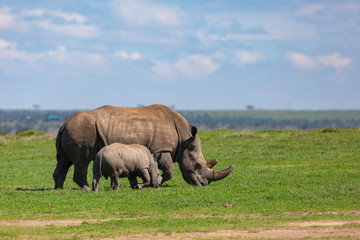 Rhino family profile in landscape