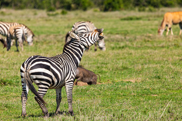 Laughing Zebra