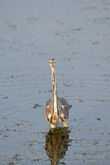 Graureiher (Ardea cinerea) - Grey heron