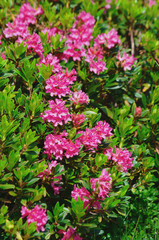 Obraz premium Rhododendron ferrugineum ( alpenrose )