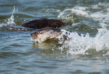 River otter in the wild