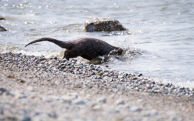 River otter in the wild - 281874524