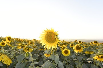 sunflower fields in Istanbul at sunset