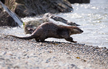 River otter in the wild