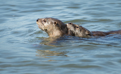 Fototapeta premium River otter in the wild