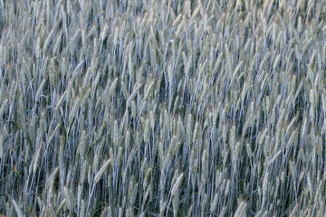 field of barley