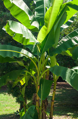 Large, green leaves of a banana palm tree on a sunny day