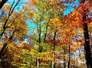 Fototapeta premium Bright colorful autumn trees in October