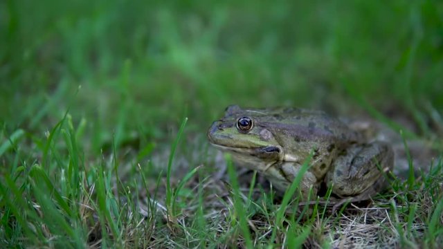 Slowly large green toad sits on the grass. Swamp toad close-up