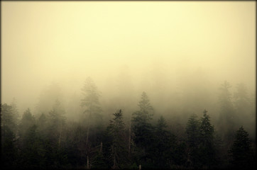 Misty mountain day 