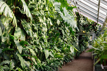 Tropical greenhouse/glasshouse with evergreen plants, exotic lianas, ferns in a sunny day, soft focus. Open door on background