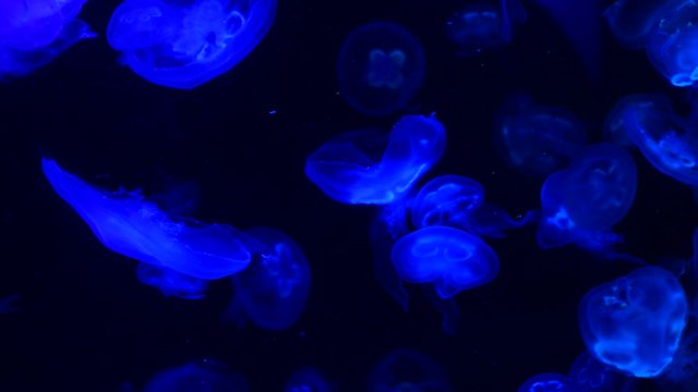 Low key jellyfish sea saltwater tank aquarium ocean life dark water 4k video