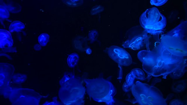 Low key jellyfish sea saltwater tank aquarium ocean life dark water 4k video